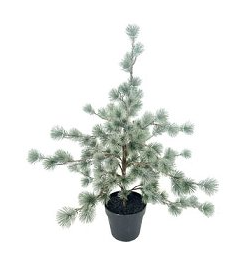 Christmas Deko-Kiefer | Farbe: grün